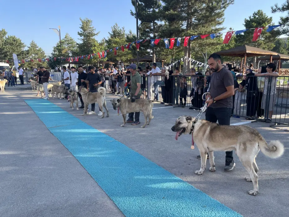 Kangal Güzellik Yarışması