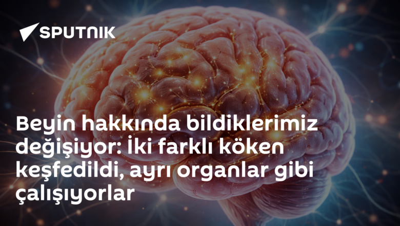 Beyin gelişimi